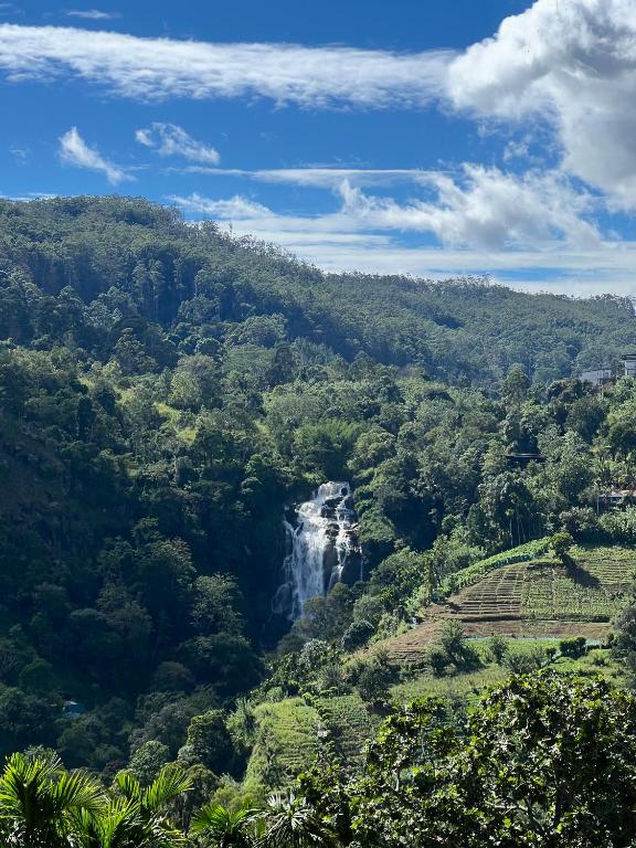 Blooming Rose Ella - 15