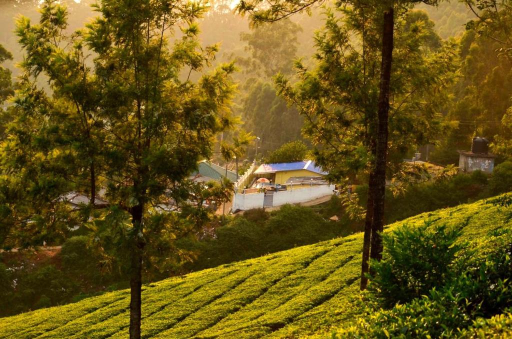 ムンナルにあるMunnar Valley Viewの木々のある丘の上の緑の植物の畑