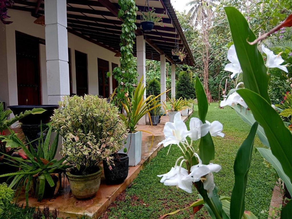 Cashew Villa Hiriketiya في Hiriketiya: حديقة بها زهور بيضاء أمام المنزل