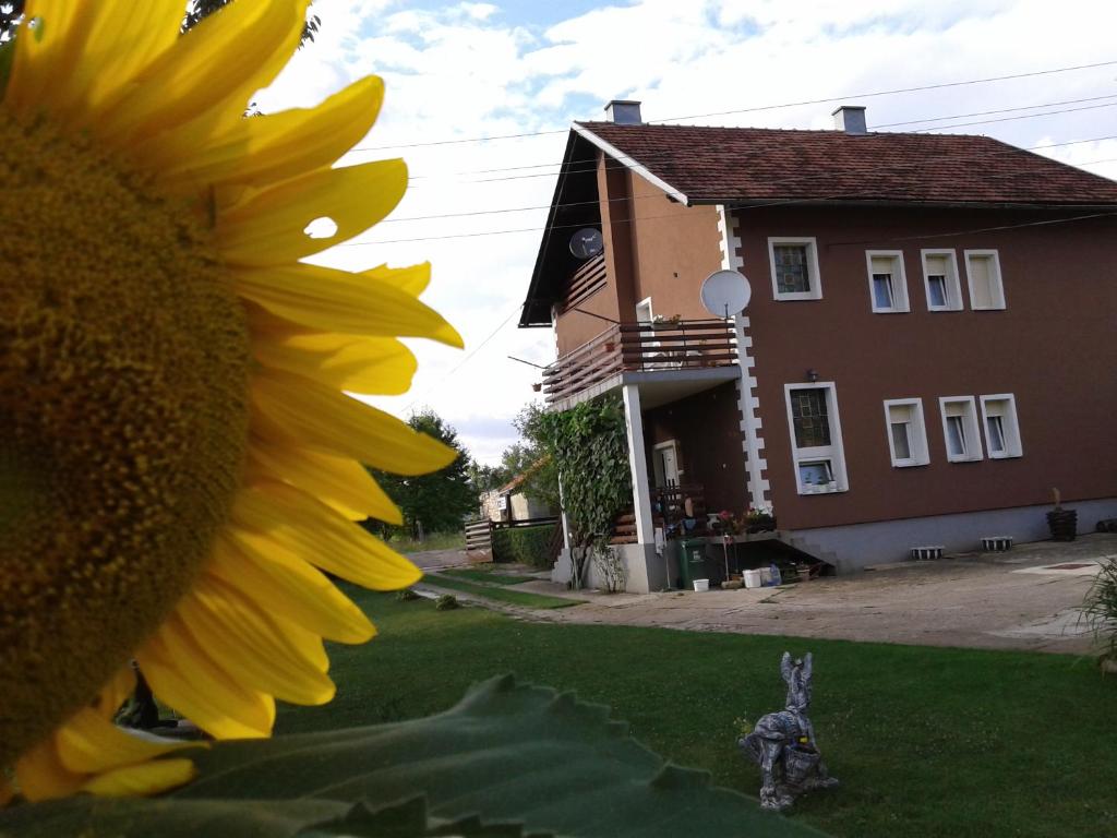 a large yellow sunflower in front of a house at Gacka Rooms in Vrhovine