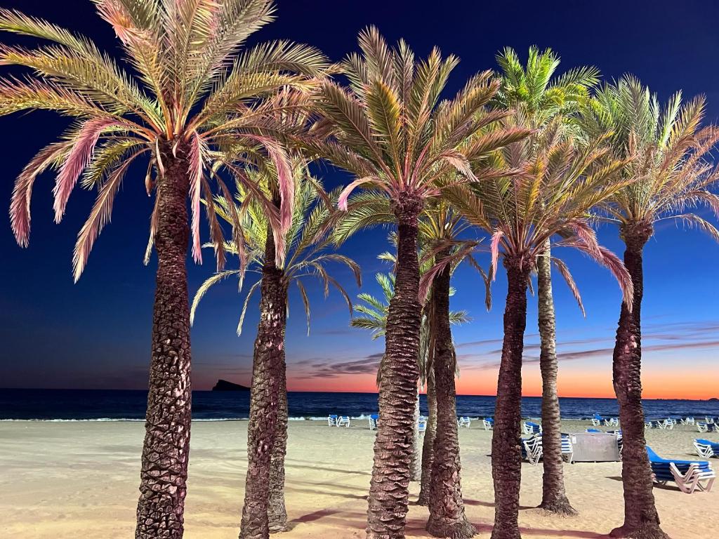 a group of palm trees on a beach at BENILOVE en playa VUE MER Panoramique in Benidorm