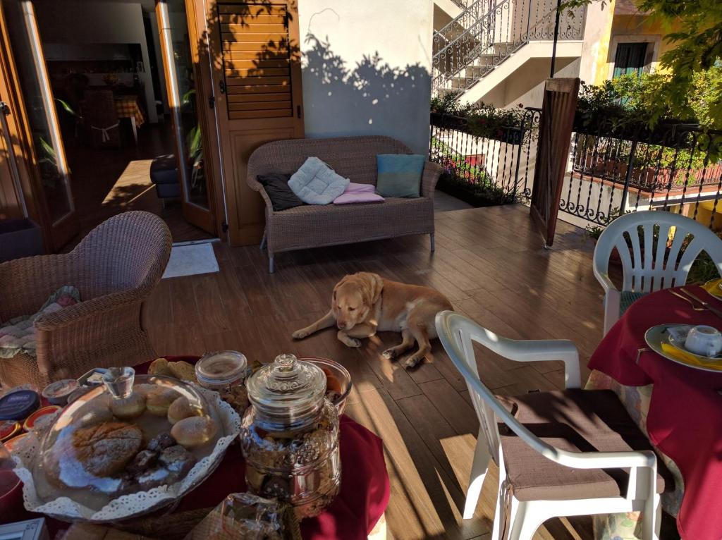 a dog laying on the floor in a living room at B&B Le tre chiavi in Isera