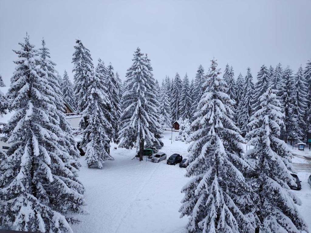 a snow covered forest with snow covered trees at Zlatarska Studenica in Brdo