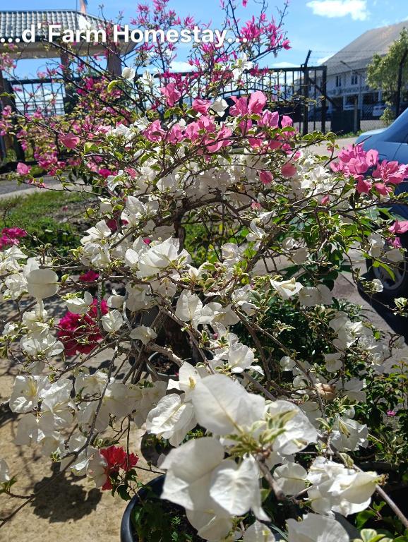 a bunch of pink and white flowers in a garden at D' Farm Homestay in Sipitang