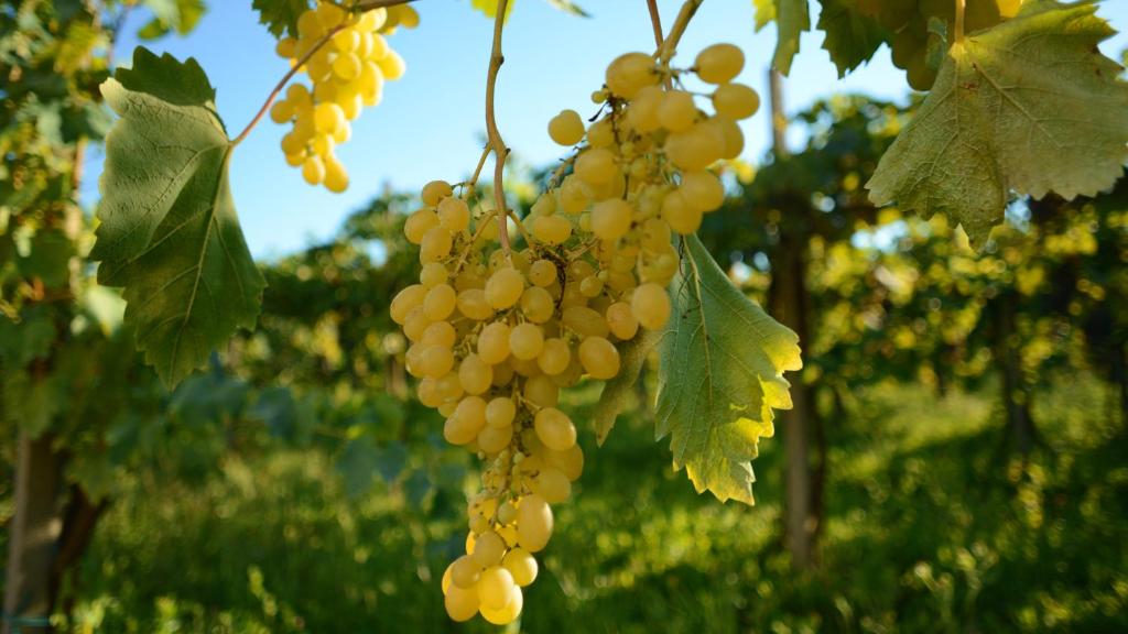 Kép Agriturismo Dartora szállásáról Sambrusonban a galériában