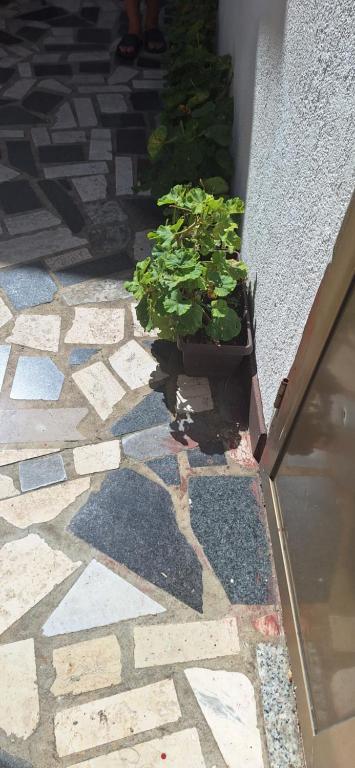 une plante en pot assise sur le côté d'un bâtiment dans l'établissement Apartman Villy 2, à Jadranovo