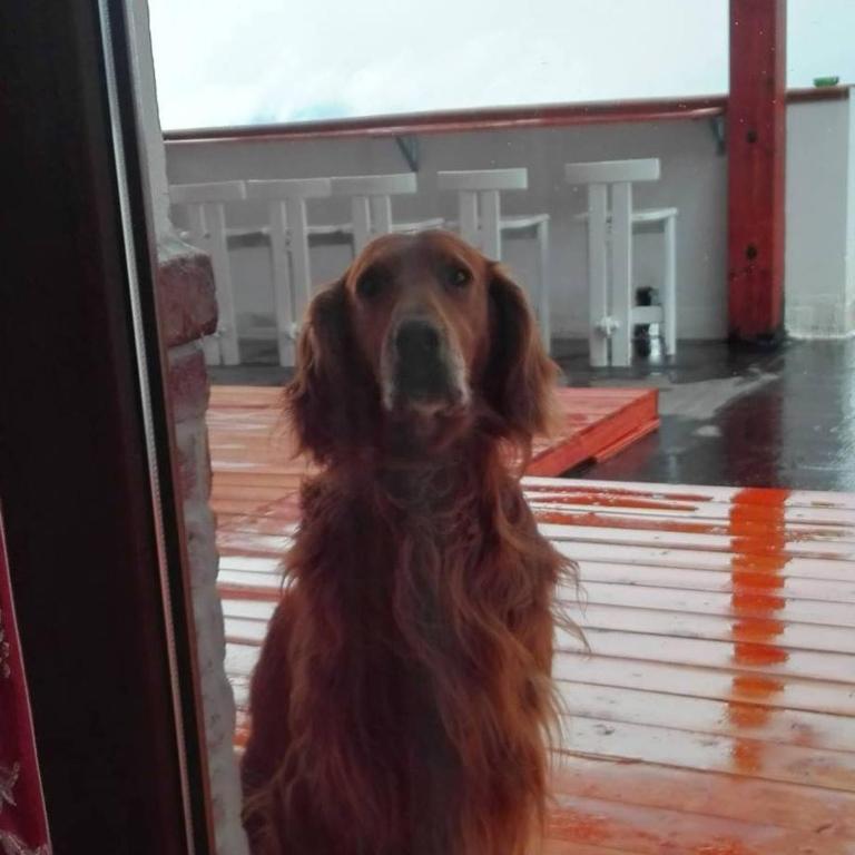 Domácí mazlíčci ubytovaní s hosty v ubytování B&B Bella Vista