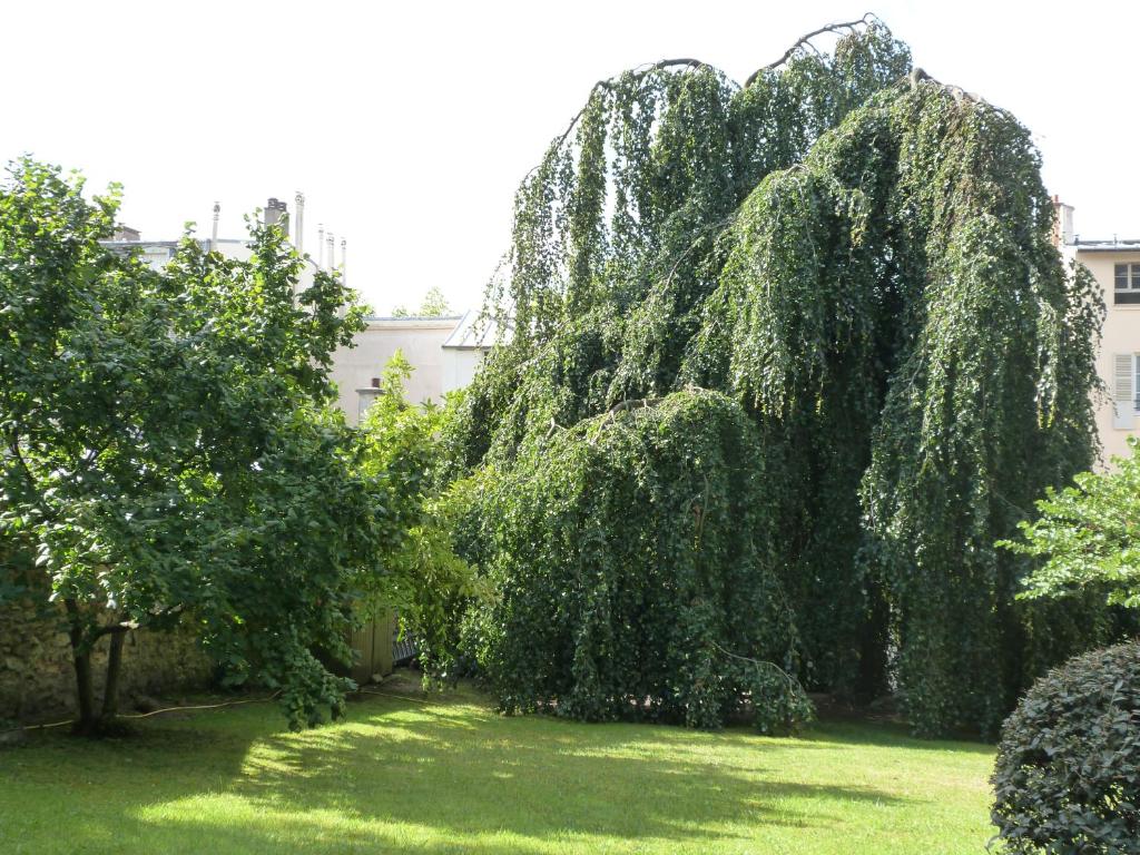 a large weeping willow tree in a yard at L&#39;Orangerie White-Palacio in Versailles
