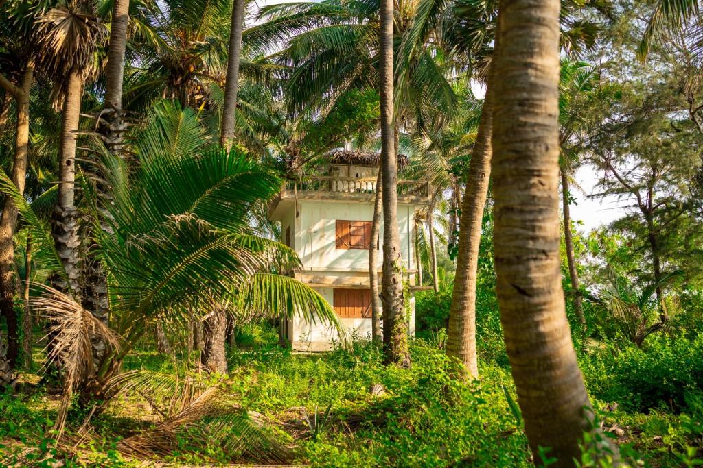 a house in the middle of a forest of palm trees at Thapovanam Veedu in Allaippiddi