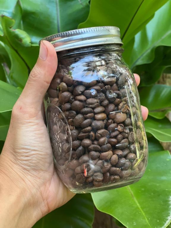 a person holding a jar filled with beans at The Village Eco-Bungalows in Salvacion, Busuanga in Busuanga
