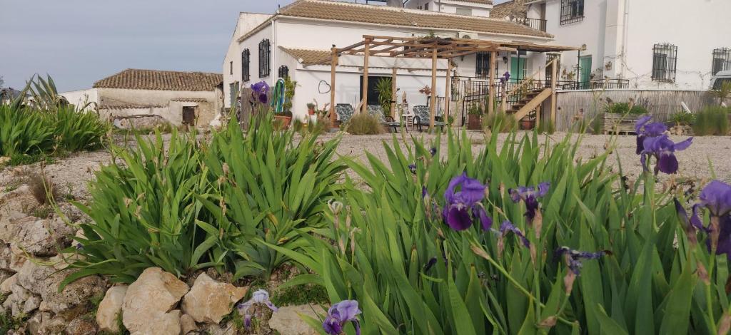 un giardino con fiori viola di fronte a una casa di New Leaf Cortijo Apartment ,Moclin a Moclín