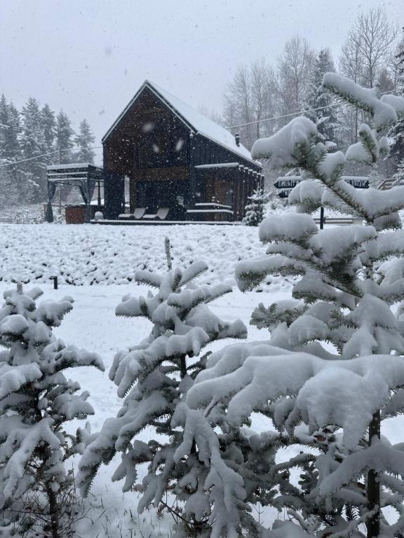 a snow covered tree in front of a cabin at Honey House Wierchy- prywatna strefa SPA in Jaszczurowa