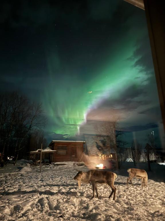 due lupi in piedi nella neve sotto l'aurora boreale di Rensjön Guesthouse a Herräng