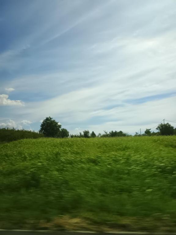 a field of green grass with trees in the background at est nditions in Craiova