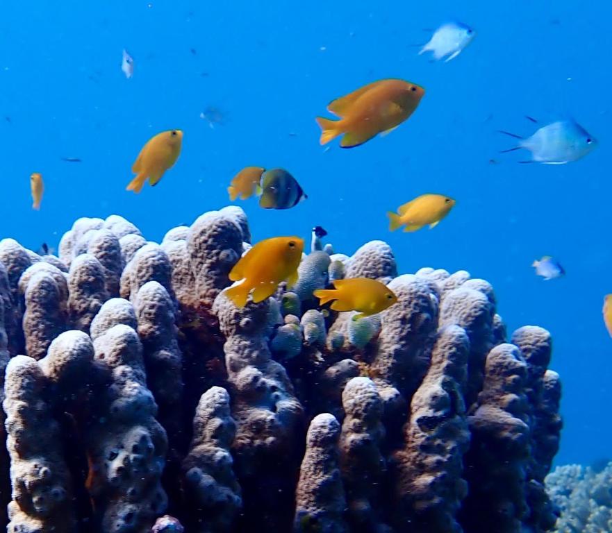 Άλλα ζώα σε αυτό το δωμάτιο σε οικογενειακή κατοικία ή στη γύρω περιοχή