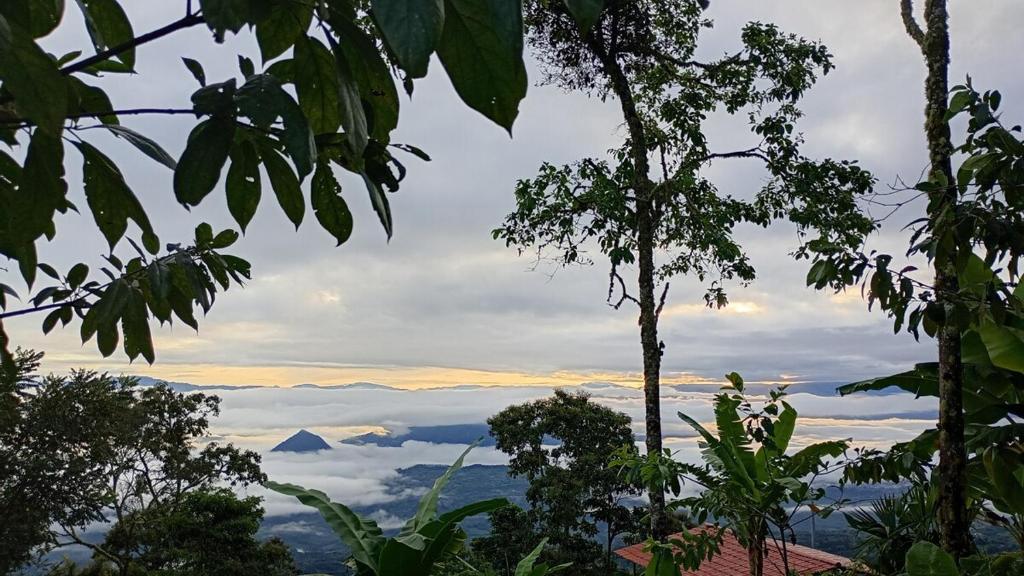 Rural Cabin Among Clouds في Támesis: منظر لجبل في السحاب من الغابة