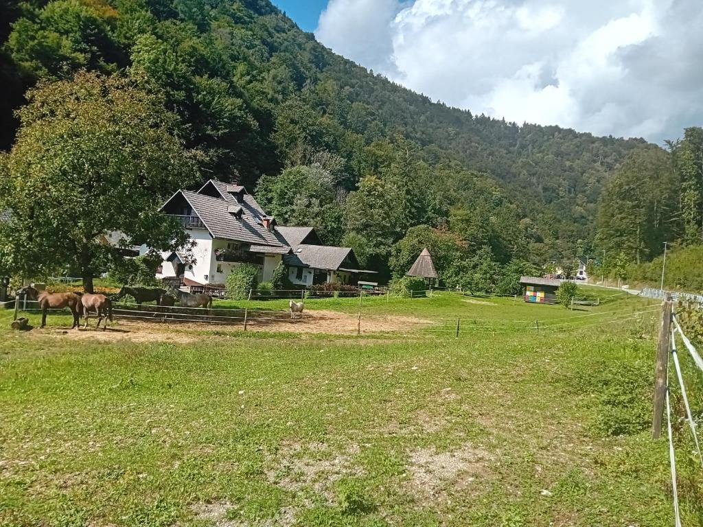 a horse standing in a field in front of a house at Apartments Gubanec in Cerklje na Gorenjskem