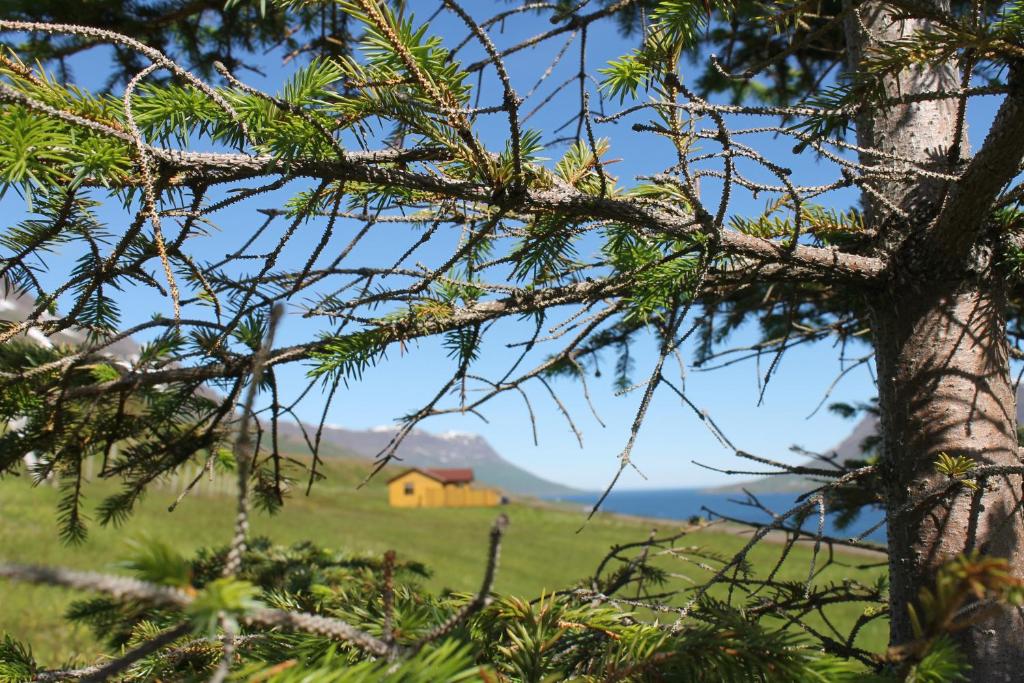 a house in a field with a tree at Langahlid Cottages & Hot Tubs in Seyðisfjörður