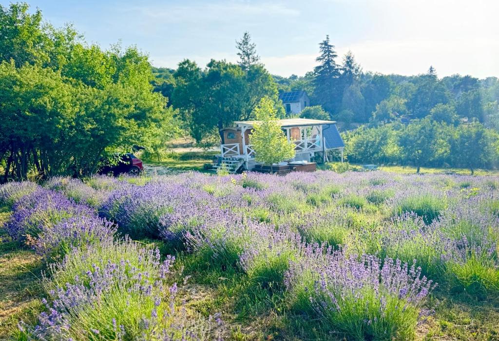 Сад в Vulcan eco lodge retreat