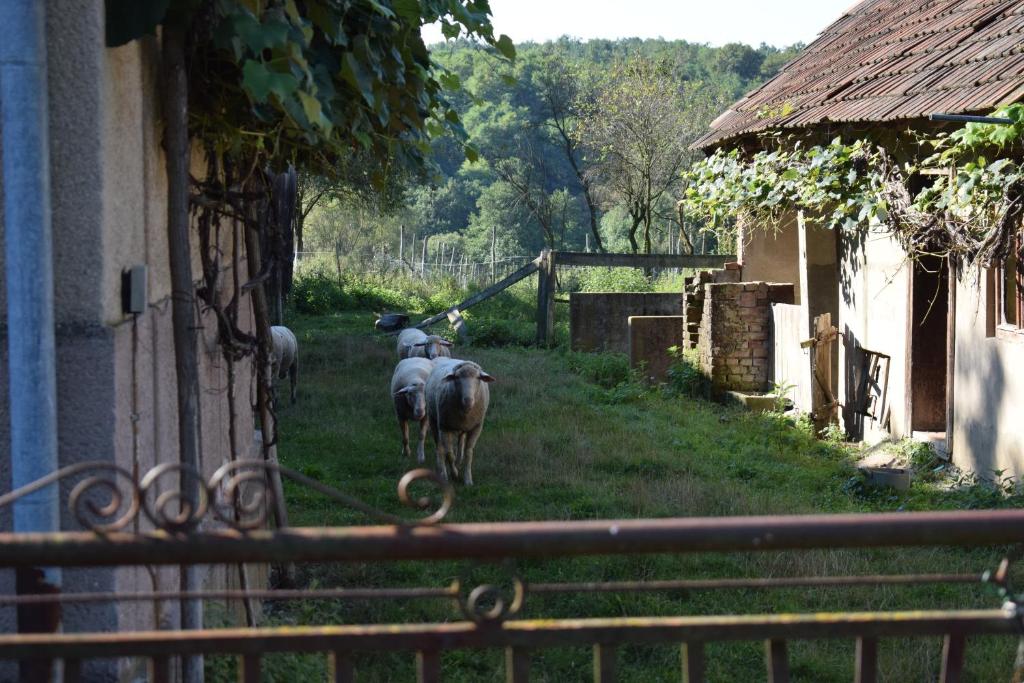 Zwierzęta w domu wakacyjnym lub w pobliżu