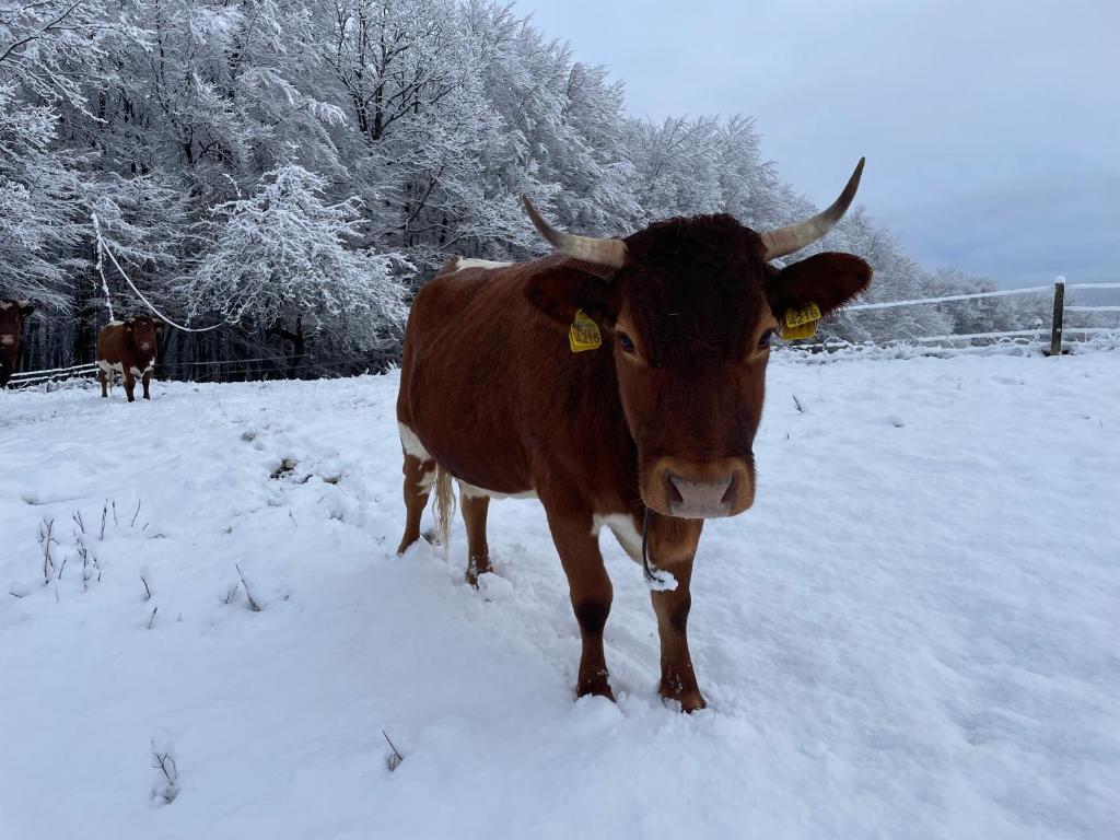 Animale la sau în apropiere de acest apartament