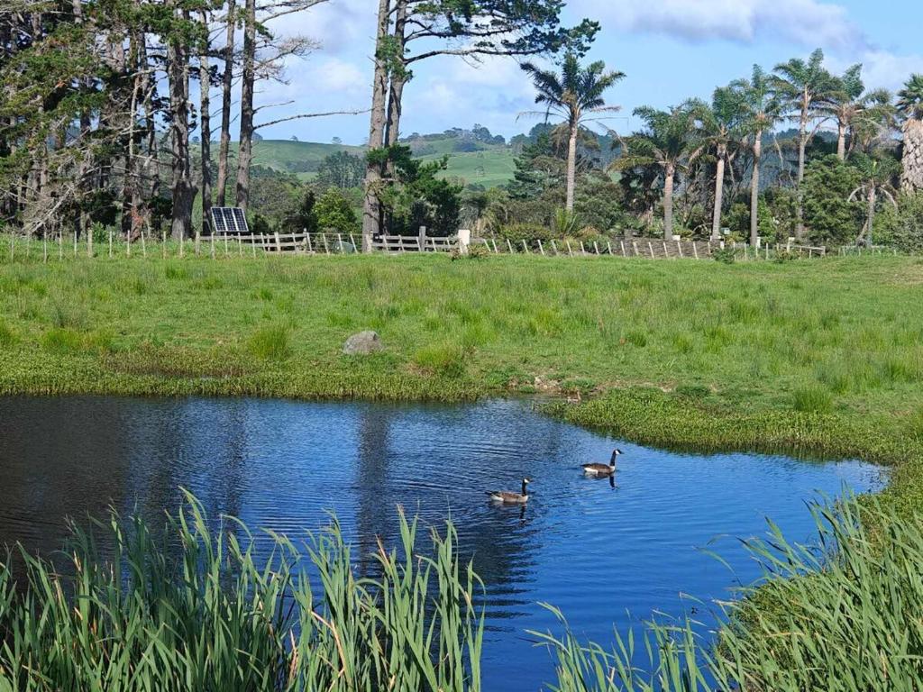 two ducks swimming in a pond in a field at Hearty Acres Farm Cottage in Auckland
