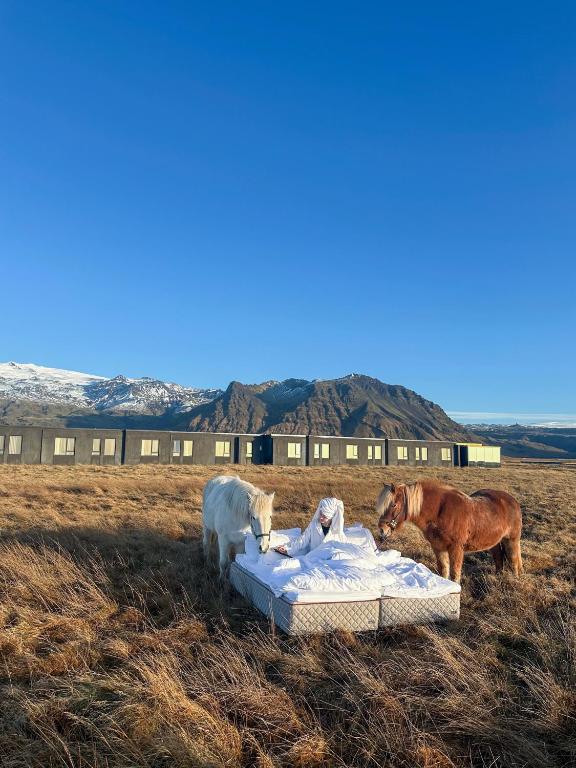 斯科加尔弗斯Umi Hotel的一群马站在田野里的一张床边。