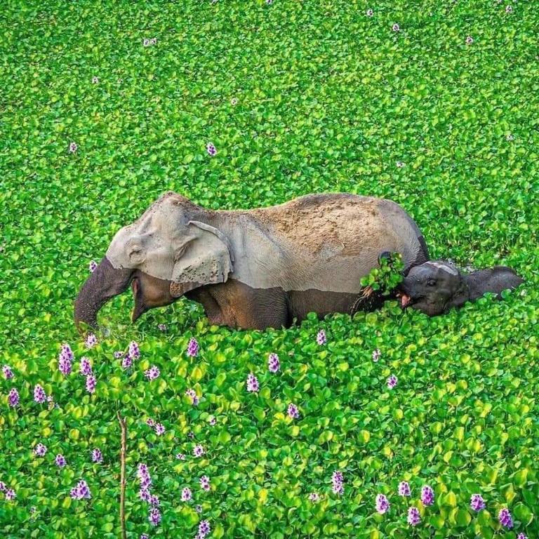 a statue of an elephant laying in a field of flowers at Tabbowa Lake Resort in Puttalam