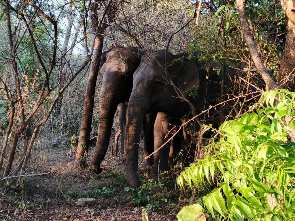 Un elefante está parado en el bosque en Diamond Resorts, en Udawalawe