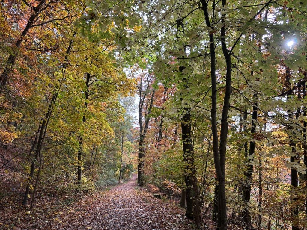 a leaf covered path in a forest with trees at Modern apartment with feel-good factor in Gravenwerth