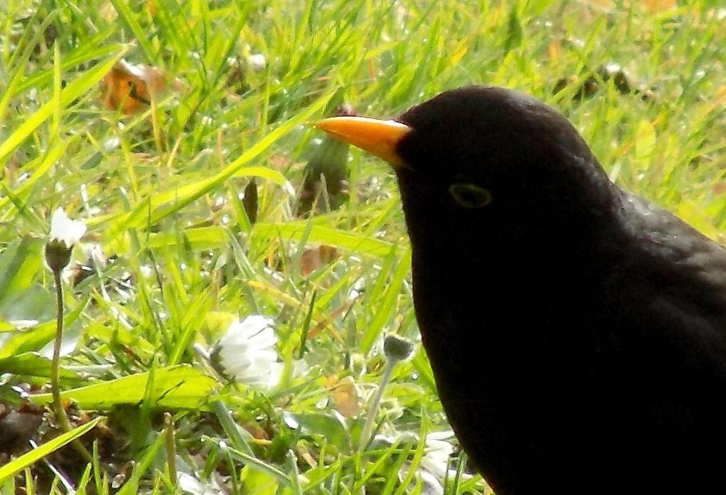 a black bird is standing in the grass at Haus-Elena in Bestwig