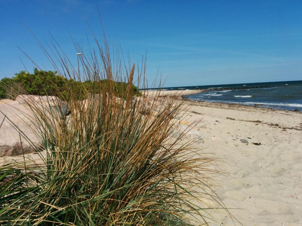 a sandy beach with some grass and the ocean at Heiligenhafen Doppel-Seeblick in Heiligenhafen