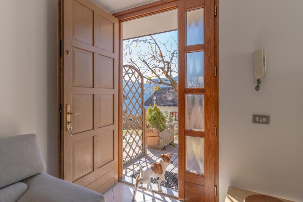 a dog is looking out of a door at Surgiva del Sòm in Folgaria