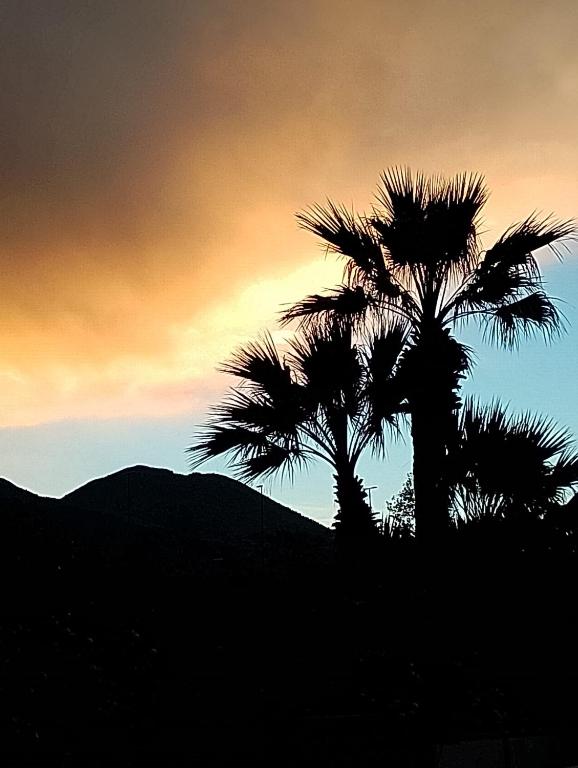 那不勒斯Antoniet的日落时分，两棵棕榈树的剪影映照在夜色中。