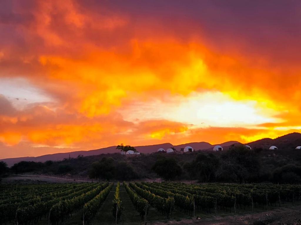 卡布拉科拉尔Sentio Camps的夕阳映照着葡萄园和葡萄田