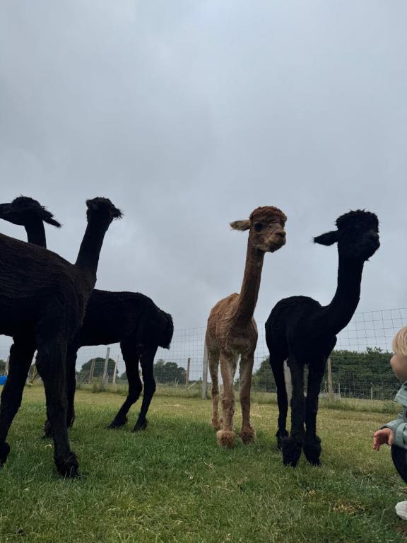 Acorn Hideaway في كانتربيري: مجموعة لاما تقف في الميدان