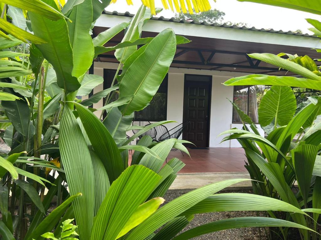 a view of the front porch of a house with green plants at Serene Oasis Hideaway in Fortuna