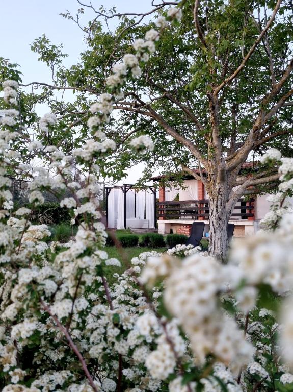 a tree with white flowers in front of a building at Holiday Home Ulika in Fažana
