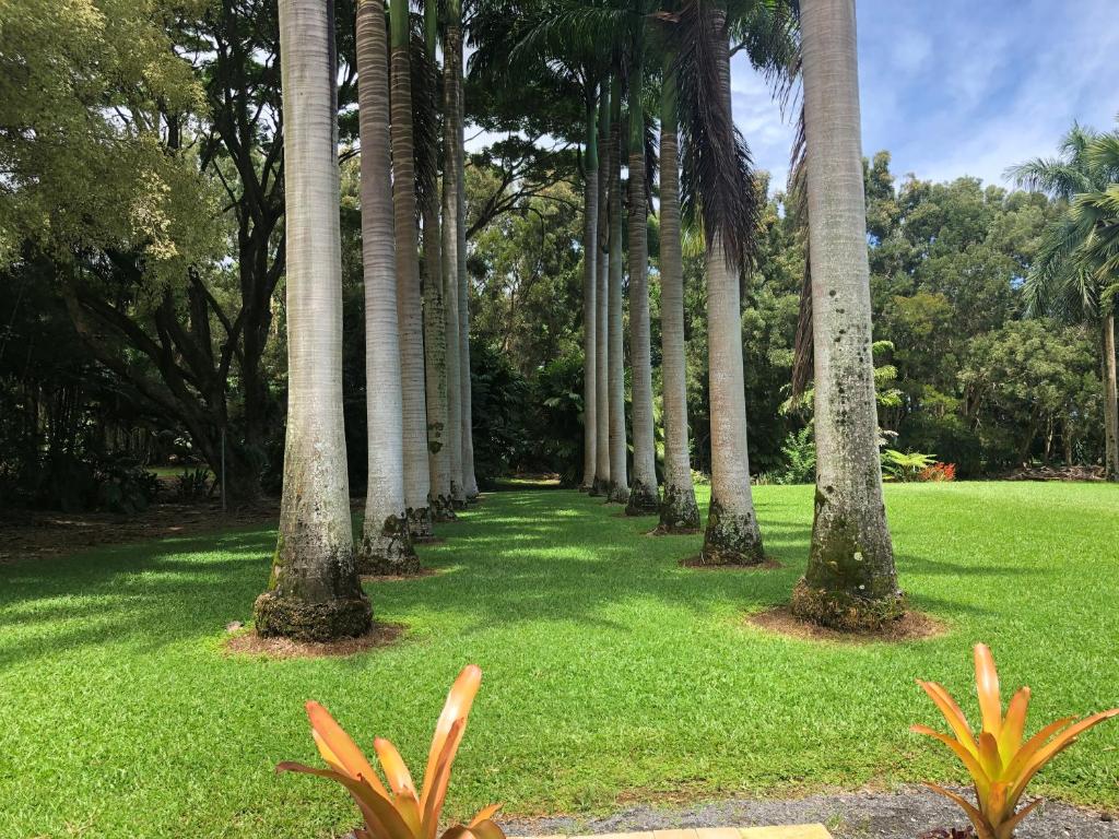 Royal Palm Cottage Hawaii في Hakalau: صف من أشجار النخيل في ميدان عشب