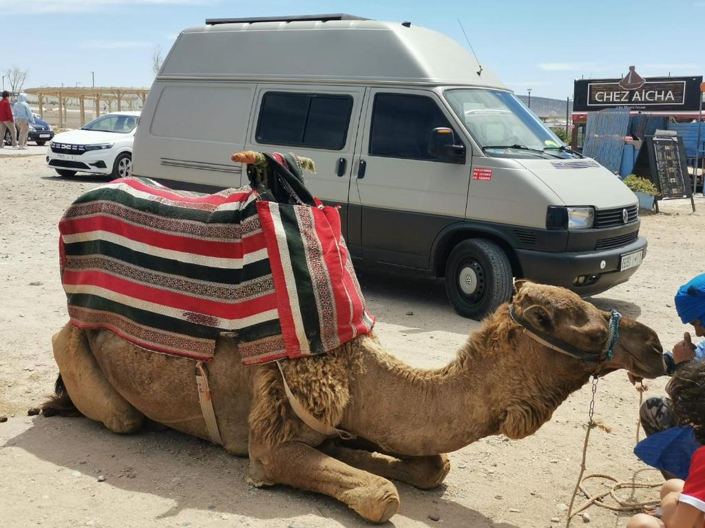 T4 Camper في أغادير: جمل مستلقٍ على الأرض وعليه بطانية
