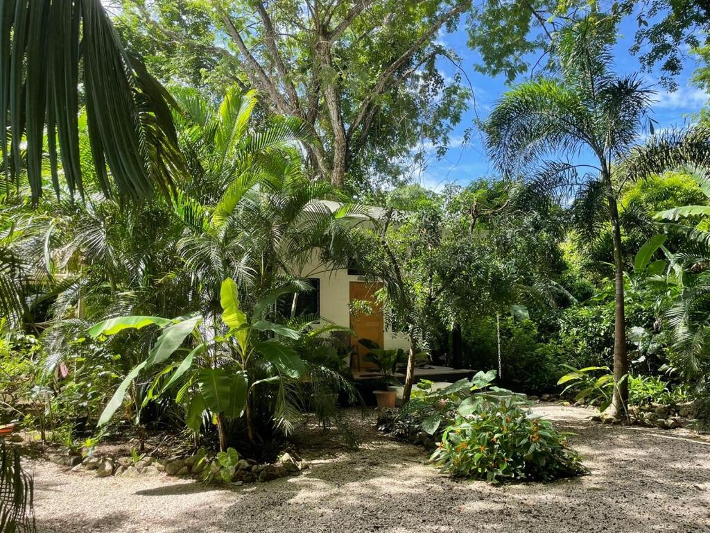 a small house in the middle of a forest at Casitas Escondidas in Playa Pelada