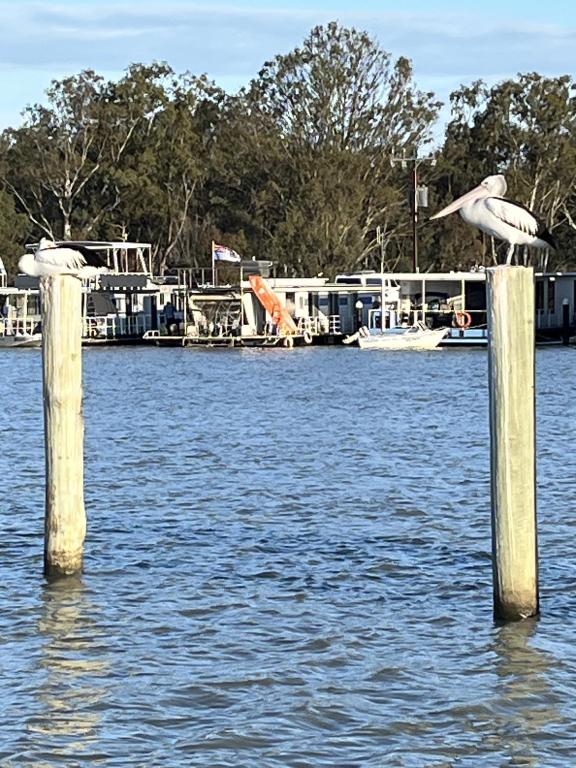 two birds sitting on wooden posts in the water at Pelicans Perch in Mannum