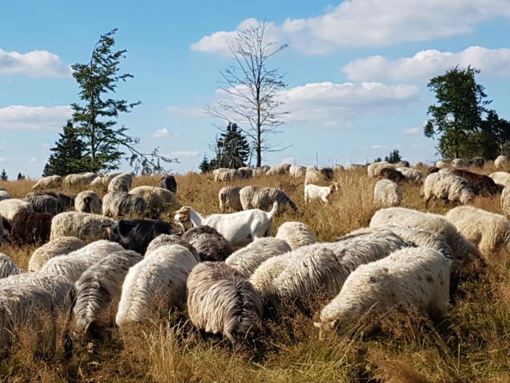 Zvířata v hotelu nebo okolí