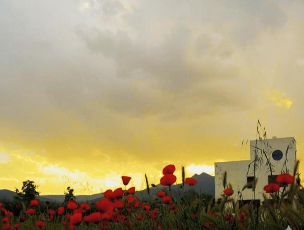 ein Feld mit roten Blumen mit dem Sonnenuntergang im Hintergrund in der Unterkunft Casa La Poza in Moratalla