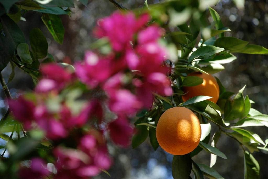 Foto dalla galleria di Hotel Dar Zitoune Taroudant a Taroudant