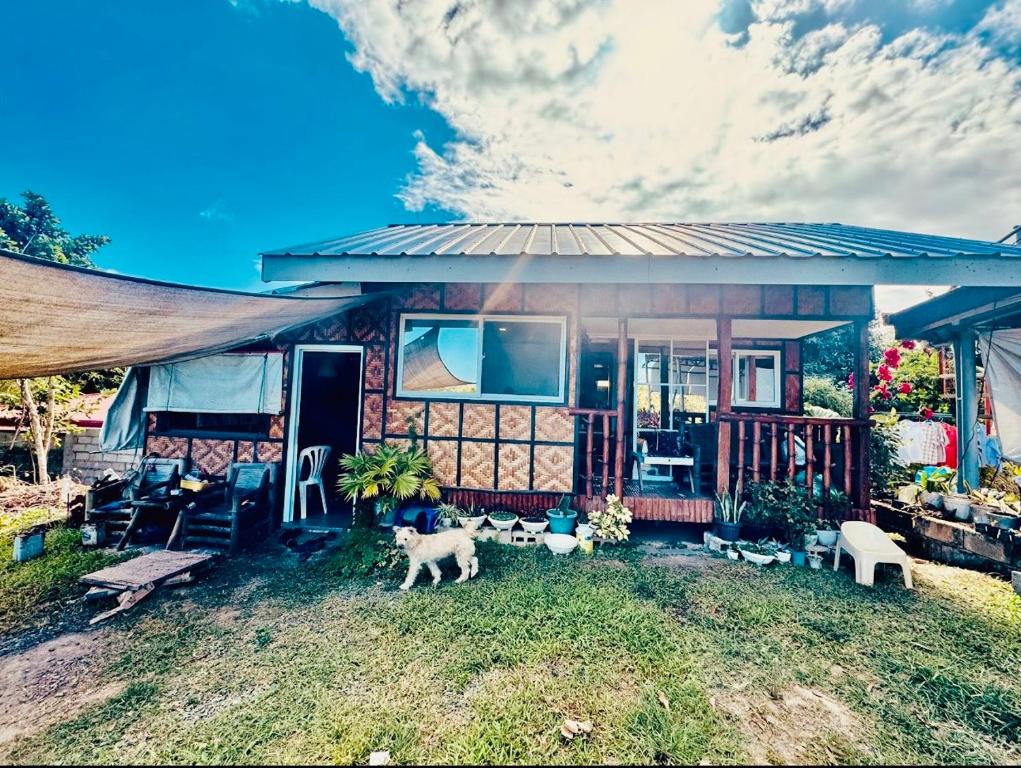 Animal sau animale de companie care stau la TeamV Kubo Guesthouse