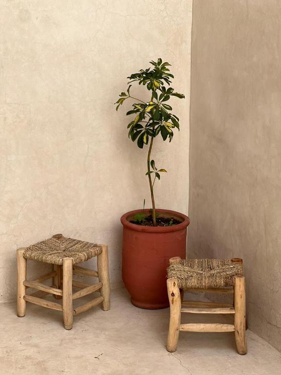 a potted plant in a pot next to two stool at Tamonda in Tamraght Ouzdar