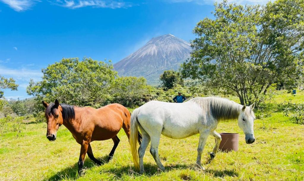 Zvířata v hotelu nebo okolí