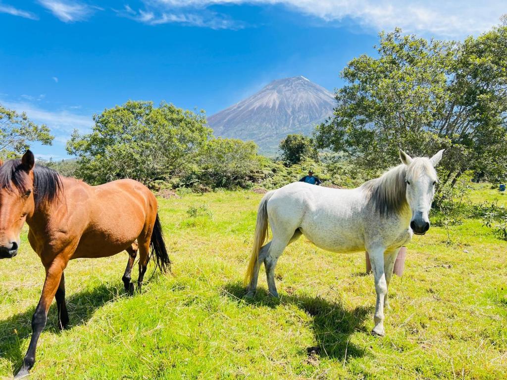 Zvířata v hotelu nebo okolí