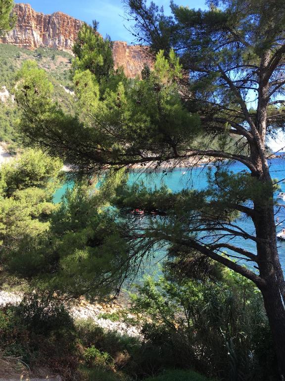 un arbre devant une masse d'eau dans l'établissement Appartement Cassis Plage, à Cassis